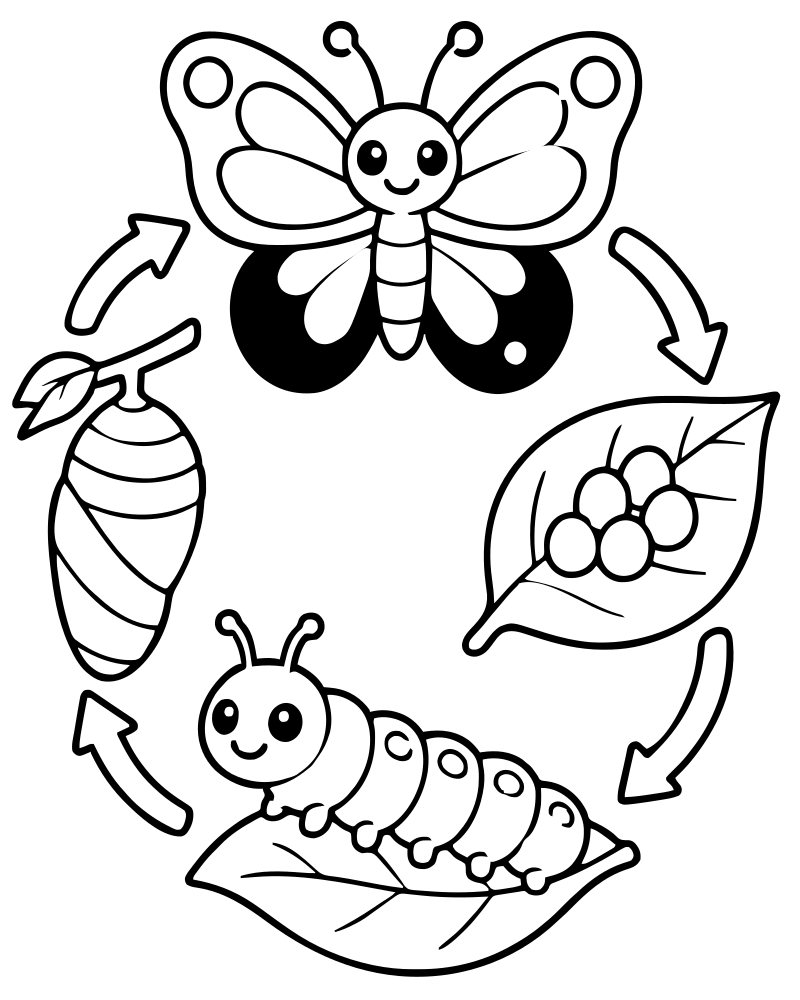 Butterfly Life Cycle picture to color — Butterfly coloring page for kids