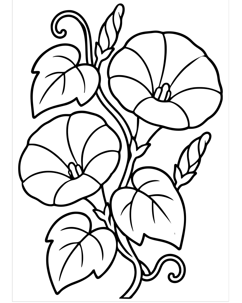 Morning Glory Vine — printable Flower coloring sheet for preschoolers