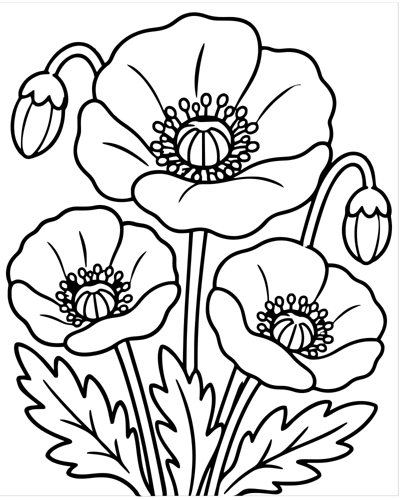 Poppy Field — Flower coloring page to print for children